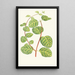 Reproduction of the painting Lonicera Brachypoda - Edward Joseph Lowe