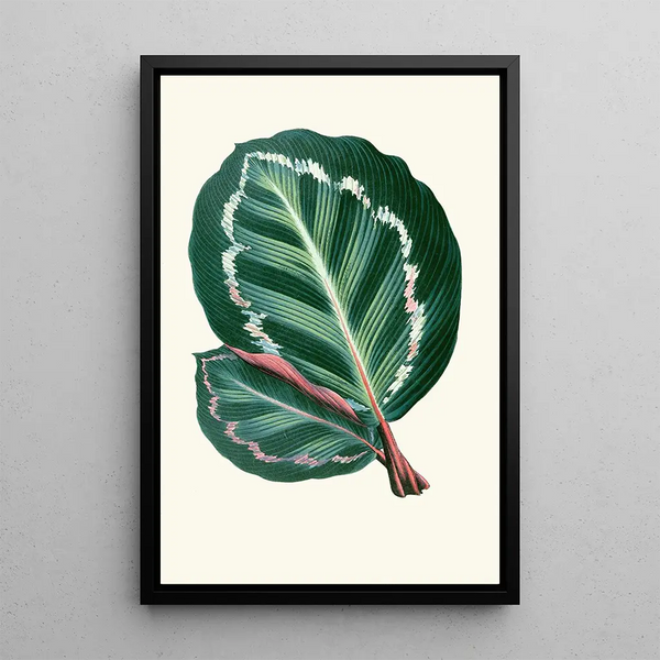 Maranta Illustris - Edward Joseph Lowe — cuadro enmarcado en la pared