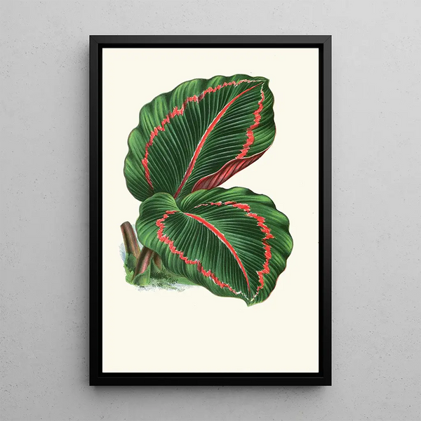 Maranta RoseoPicta - Edward Joseph Lowe — cuadro enmarcado en la pared