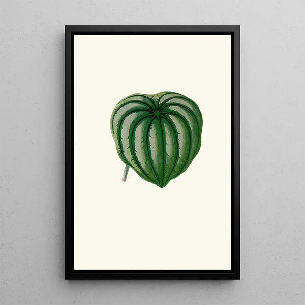 Peperomia Argyrea - Edward Joseph Lowe — cuadro enmarcado en la pared