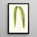Reproduction of the painting Phormium Tenax - Edward Joseph Lowe