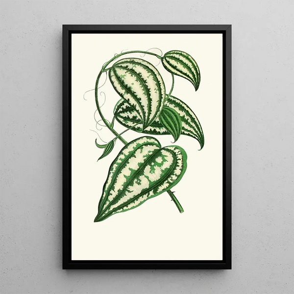 Smilax Macrophylla - Edward Joseph Lowe — cuadro enmarcado en la pared