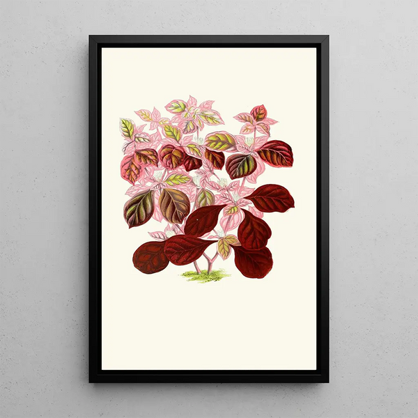 Telanthera Ficoidea - Edward Joseph Lowe — cuadro enmarcado en la pared
