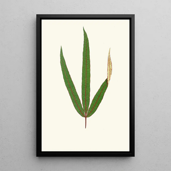 Terminalia Elegans - Edward Joseph Lowe — cuadro enmarcado en la pared