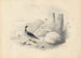 Un arlequín - Edward Lear — vista de la obra