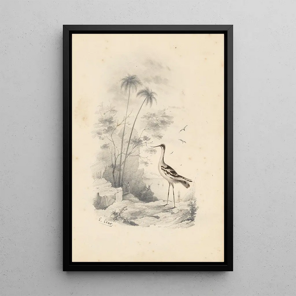 Reproducción del cuadro Una avoceta - Edward Lear