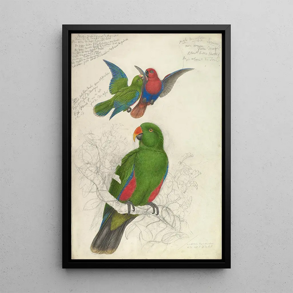 Reproducción del cuadro Eclectus Roratus Polychloros - Edward Lear