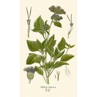 Edward Step - Ageratum Coeruleum.webp