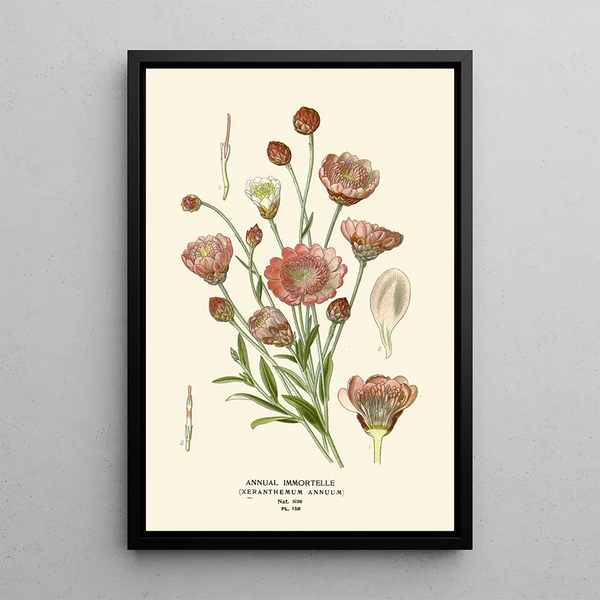 Edward Step - Annual Immortelle.webp