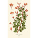 Begonia fuchsioides - Edward Step — vista de la obra