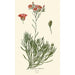 Calandrinia umbellata - Edward Step — vista de la obra