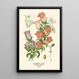 Edward Step - Canterbury Bells.webp