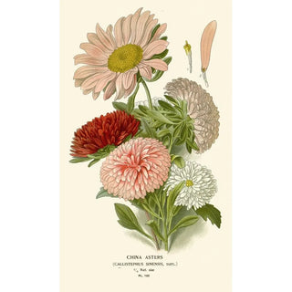 Edward Step - China Asters.webp