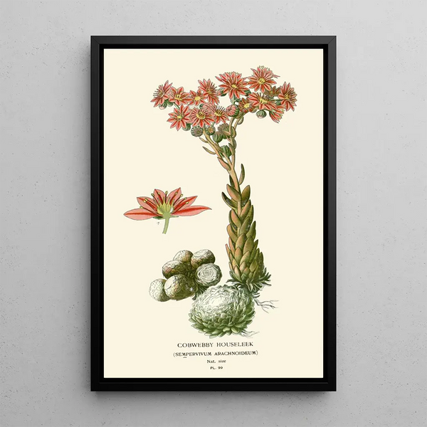 Joubarbe toile d'araignée - Edward Step — cuadro enmarcado en la pared