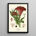 Célosie - Edward Step — framed artwork on a wall