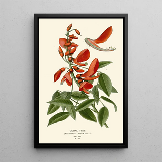 Edward Step - Coral Tree.webp