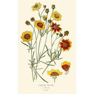 Edward Step - Coreopsis Tinctoria.webp