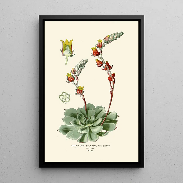 Cotylédon secunda - Edward Step — cuadro enmarcado en la pared