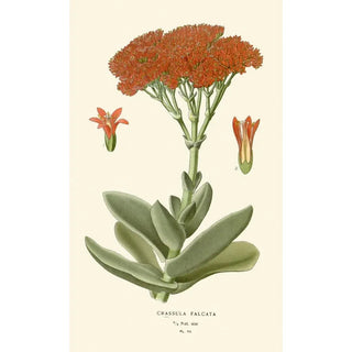 Edward Step - Crassula Falcata.webp