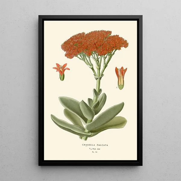 Crassula falcata - Edward Step — cuadro enmarcado en la pared