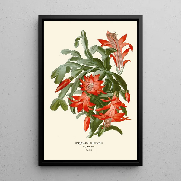 Reproducción del cuadro Epiphyllum truncatum - Edward Step