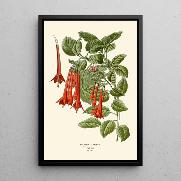 Fuchsia fulgens - Edward Step — cuadro enmarcado en la pared