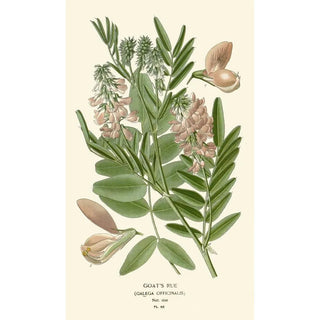 Edward Step - Goats Rue.webp