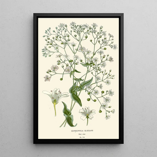 Edward Step - Gypsophila Elegans.webp