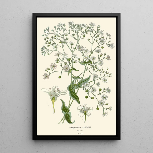 Gypsophile elegante - Edward Step — cuadro enmarcado en la pared