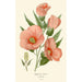 Hibiscus roseus - Edward Step — vista de la obra