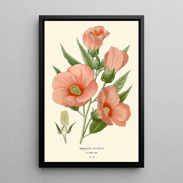 Hibiscus roseus - Edward Step — cuadro enmarcado en la pared