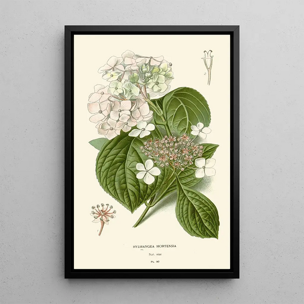 Hortensia - Edward Step — cuadro enmarcado en la pared