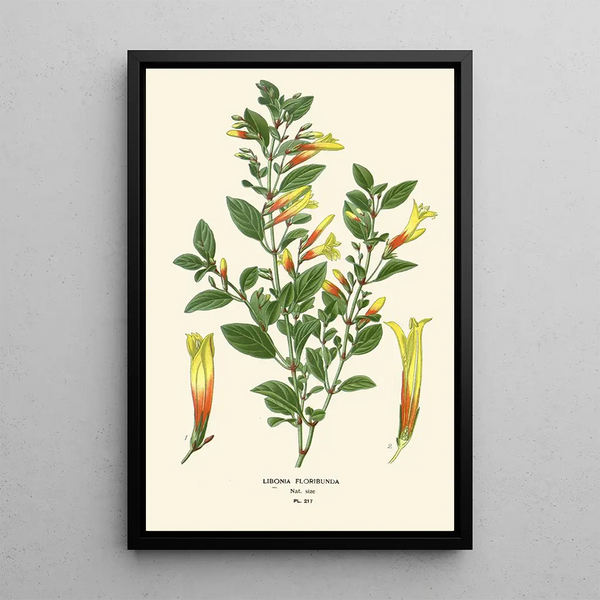 Libonia floribunda - Edward Step — cuadro enmarcado en la pared