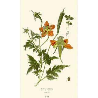 Edward Step - Loasa Lateritia.webp