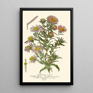 Edward Step - Michaelmas Daisies.webp