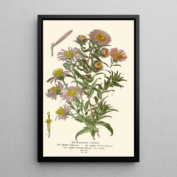 Asters de la Saint-Michel - Edward Step — cuadro enmarcado en la pared