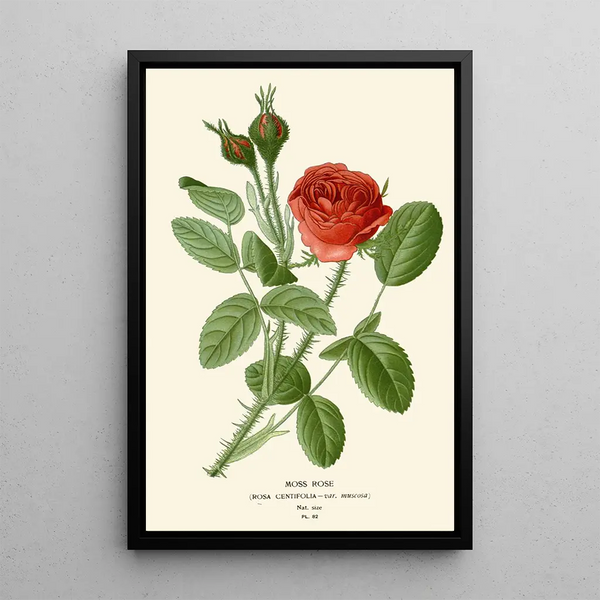 Rose mousse - Edward Step — framed artwork on a wall
