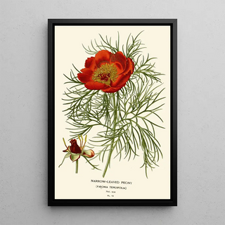 Edward Step - Narrowleaved Peony.webp