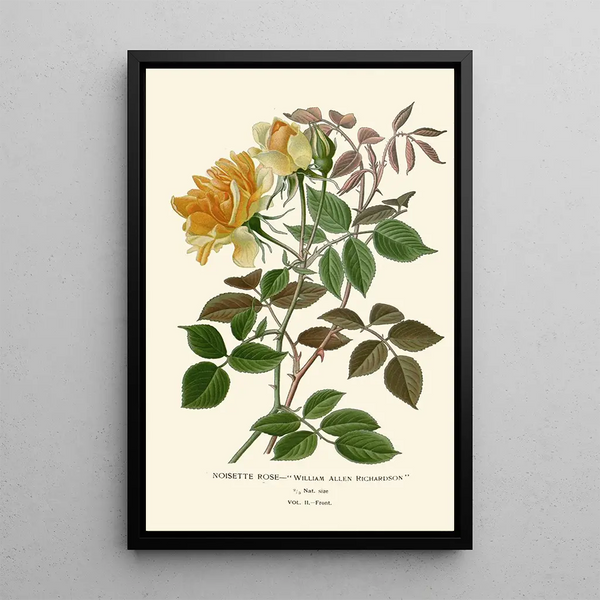 Reproduction of the painting Rose Noisette Painting - Edward Step