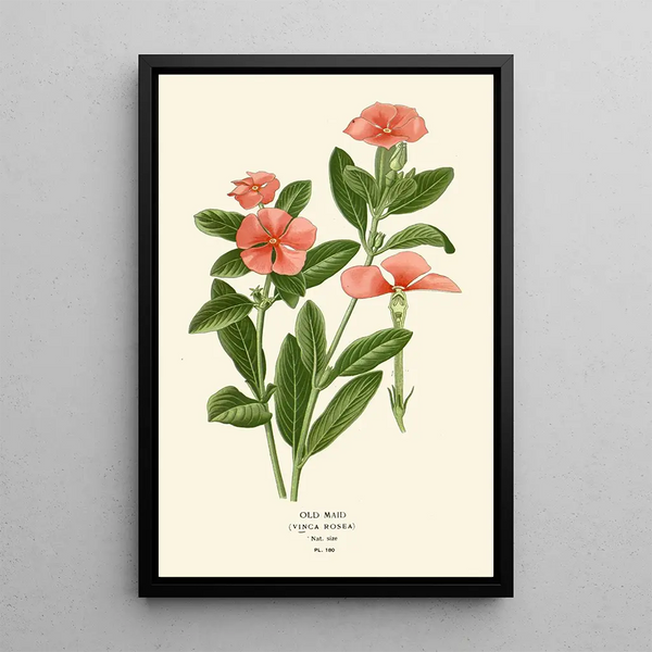 Old Maid - Edward Step — framed artwork on a wall