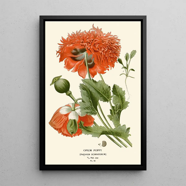 Reproduction of the painting Poppy sleep-inducing - Edward Step