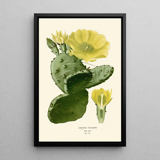 Edward Step - Opuntia Vulgaris.webp