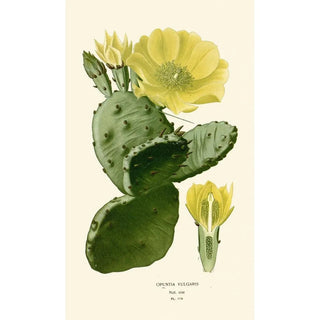 Edward Step - Opuntia Vulgaris.webp