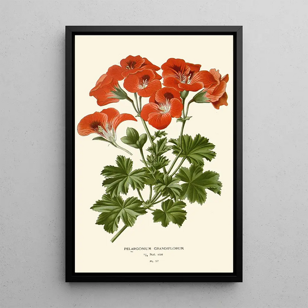 Pélargonium grandiflorum - Edward Step — framed artwork on a wall