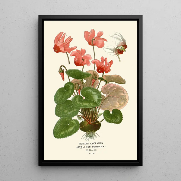 Perse Cyclamen Painting - Edward Step — framed artwork on a wall