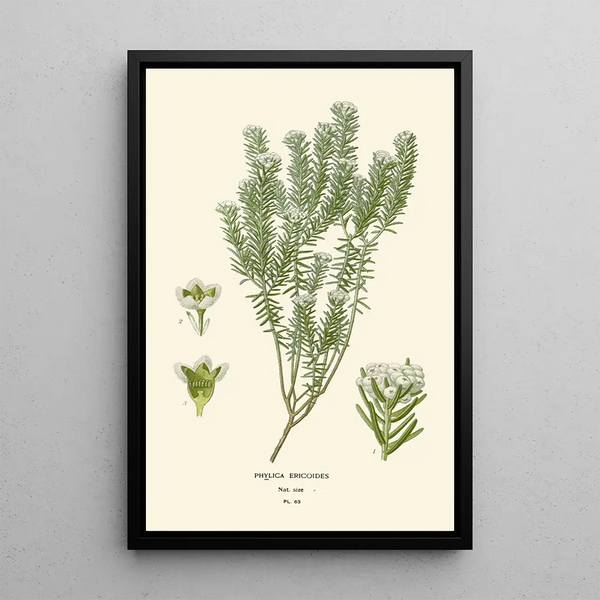 Reproduction of the painting Phylica ericoides - Edward Step