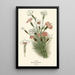 Clavel - Edward Step — cuadro enmarcado en la pared