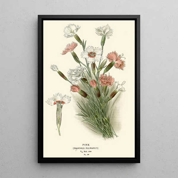 Œillet - Edward Step — framed artwork on a wall