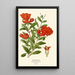 Pomegranate - Edward Step — framed artwork on a wall