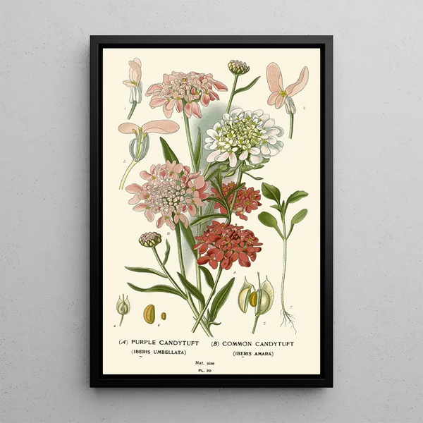 Reproduction of the painting Iberis Violet Iberis Commun - Edward Step